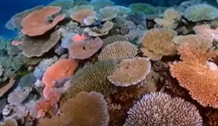 10-solutions-to-coral-reef-destruction 10-solutions-to-coral-reef-destruction